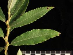 Salix ×calodendron. Mature leaves showing undulating margins.
 Image: D. Glenny © Landcare Research 2020 CC BY 4.0